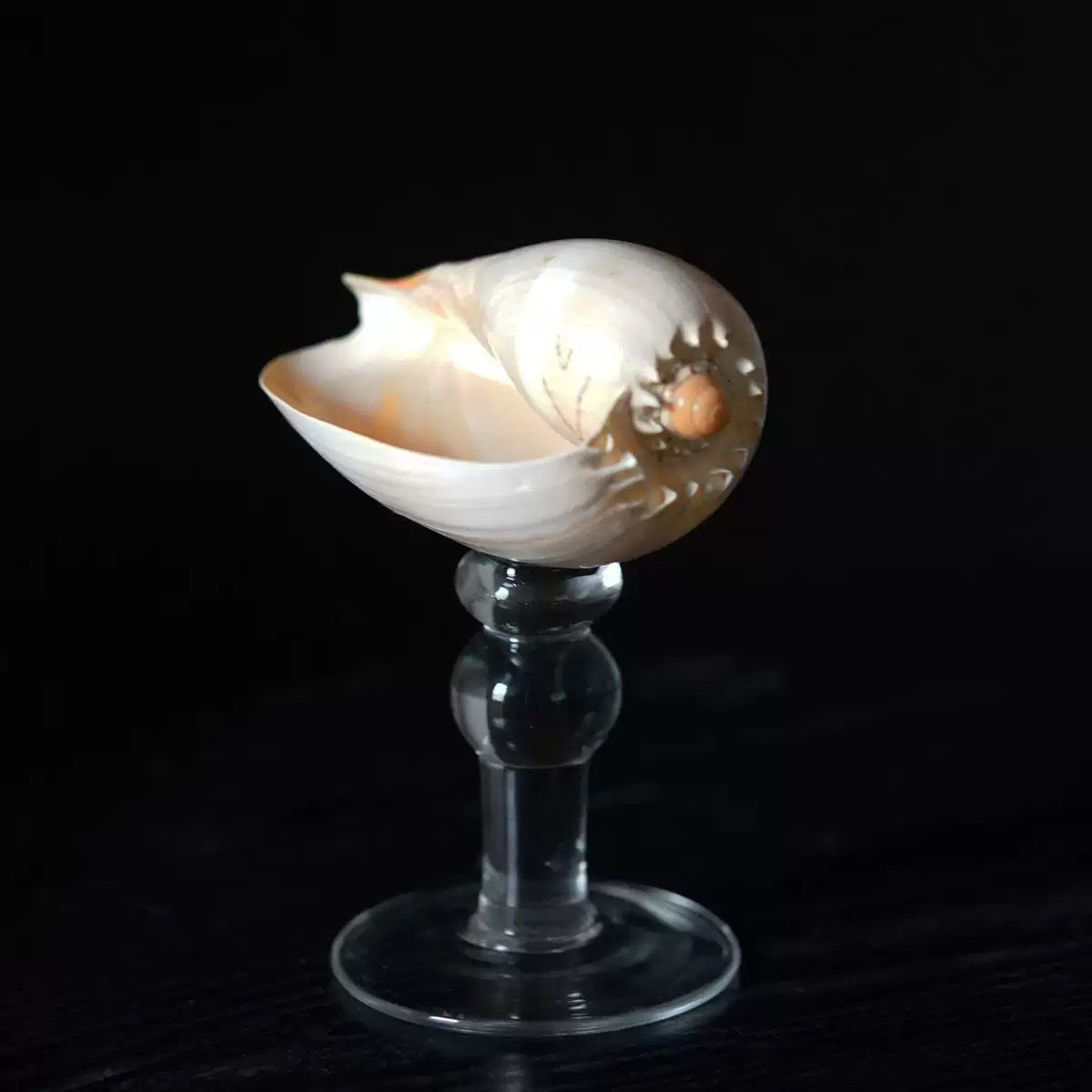 ‘Niche Conch’ Wineglass