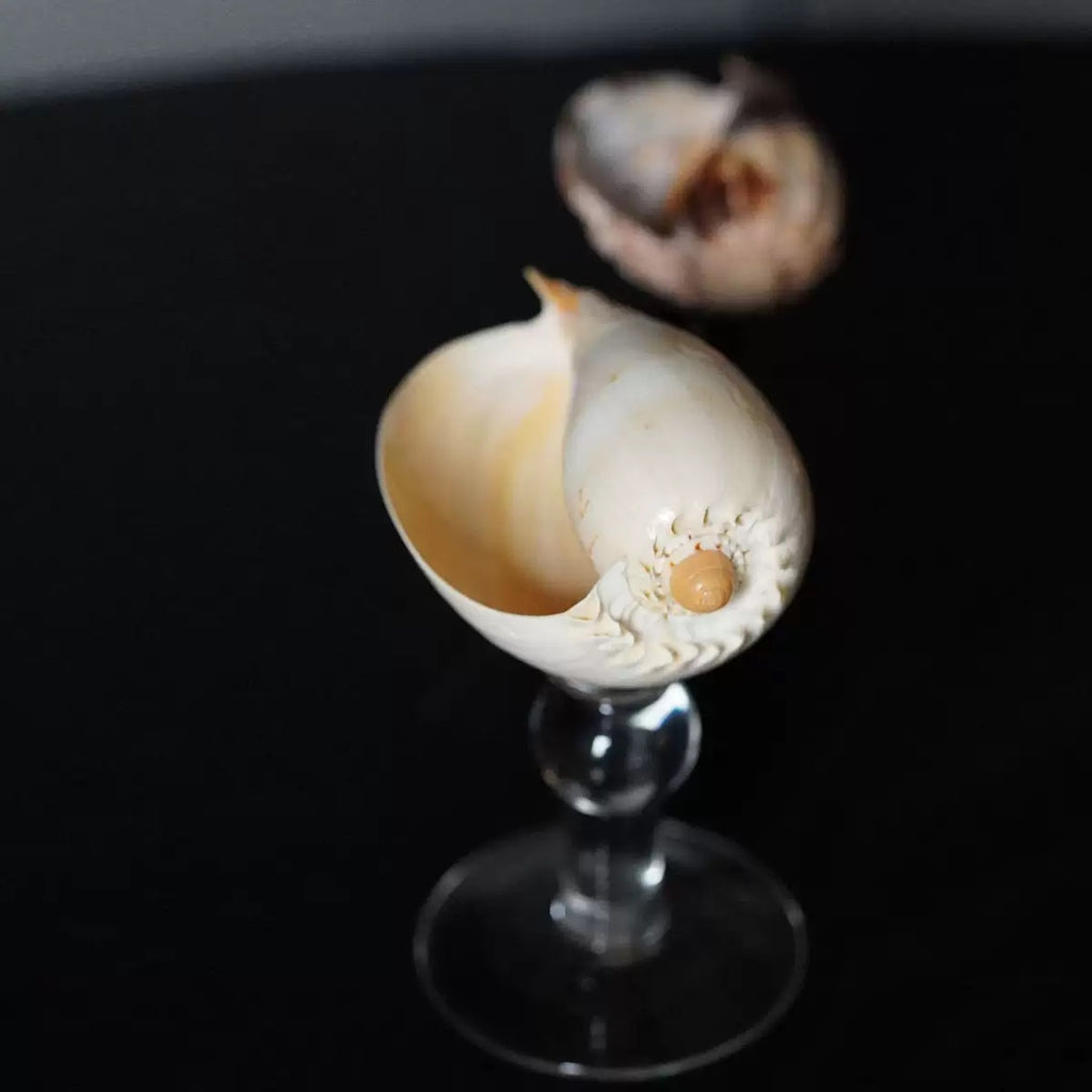 ‘Niche Conch’ Wineglass