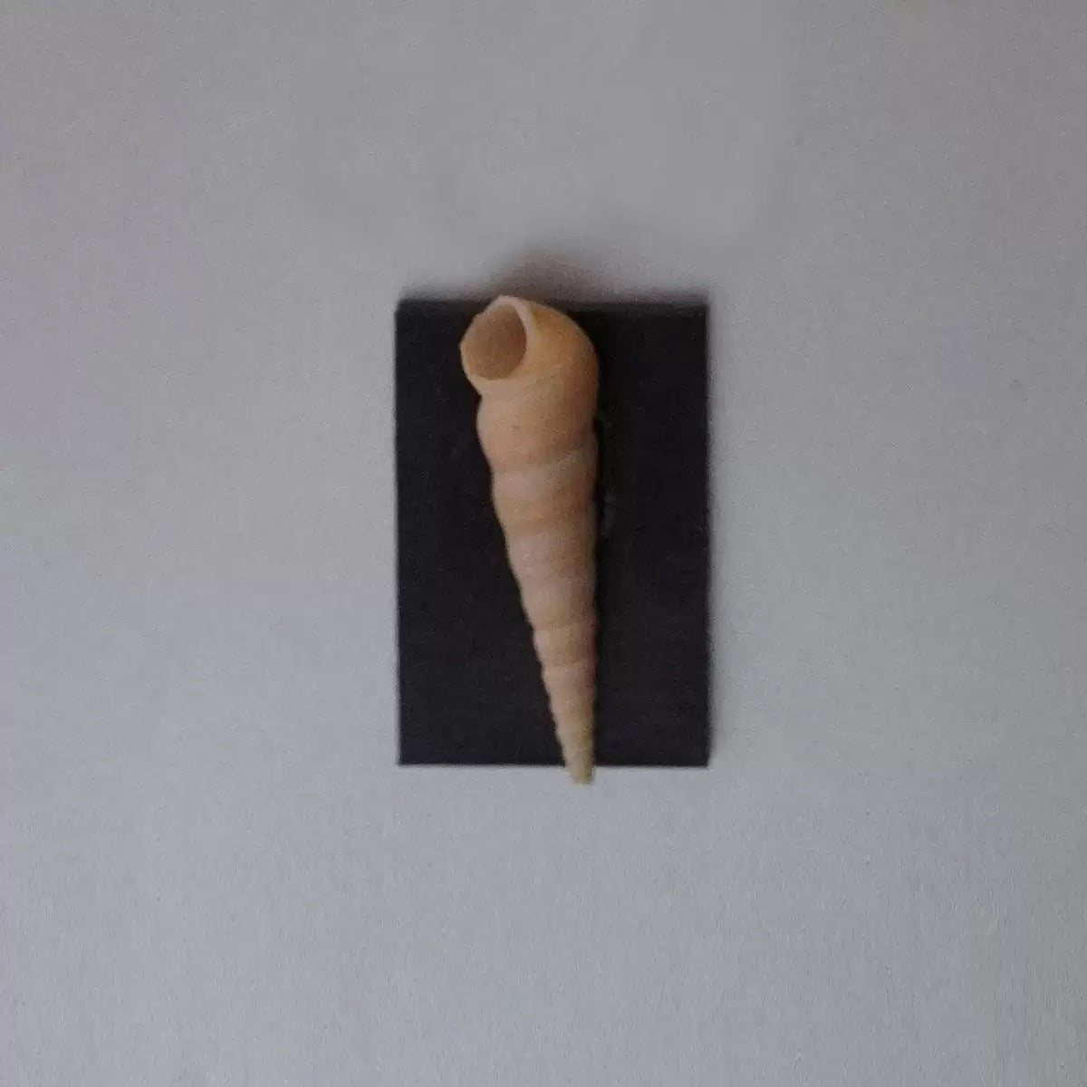 ‘Voice Of The Siren’ Magnet